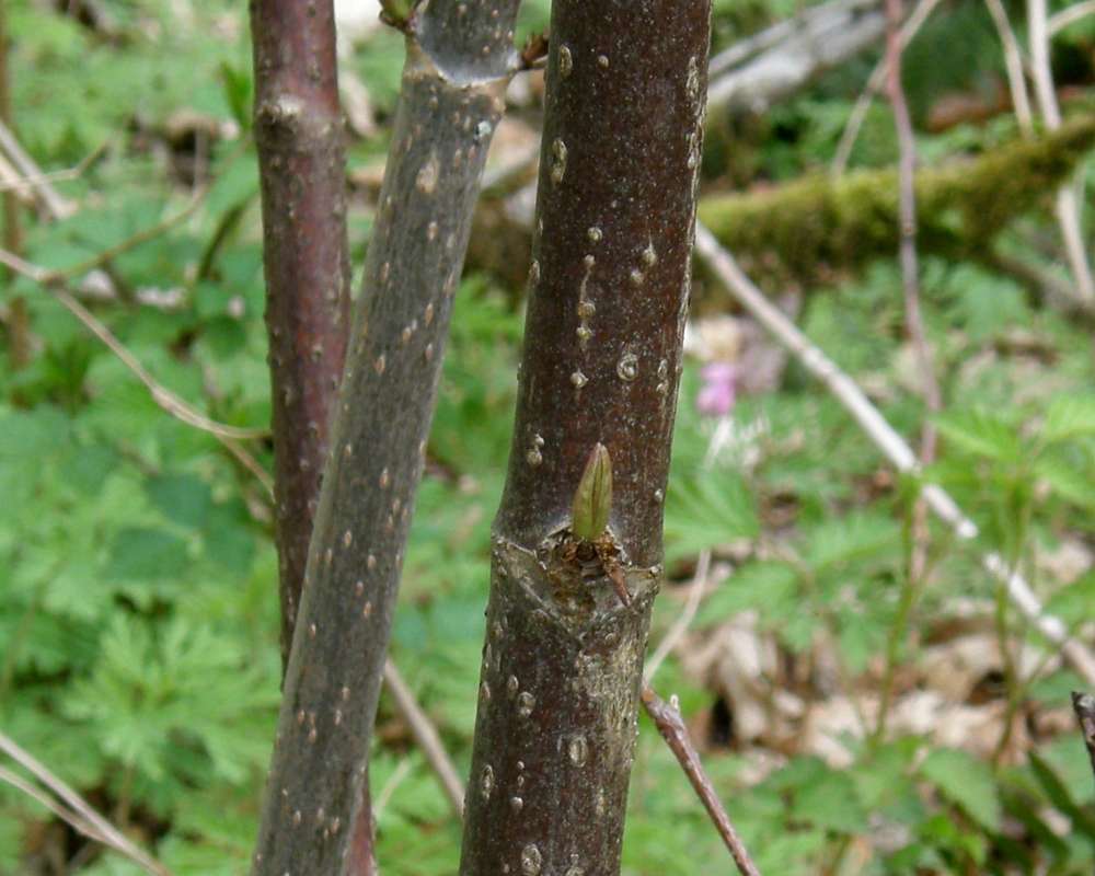 Bark<br>(Location of Picture: Monroe, Washington, Spring 2010)