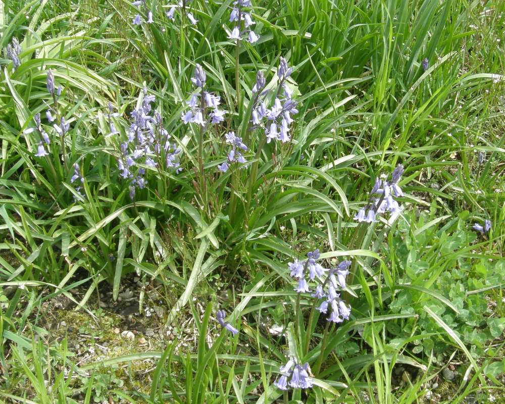 Silhouette<br>(Location of Picture: Washington, USA, Spring 2010)