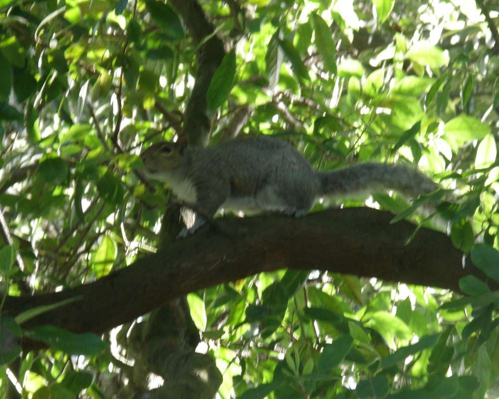 On a Limb<br>(Location of Picture: Ballard, Washington, USA, 2010)