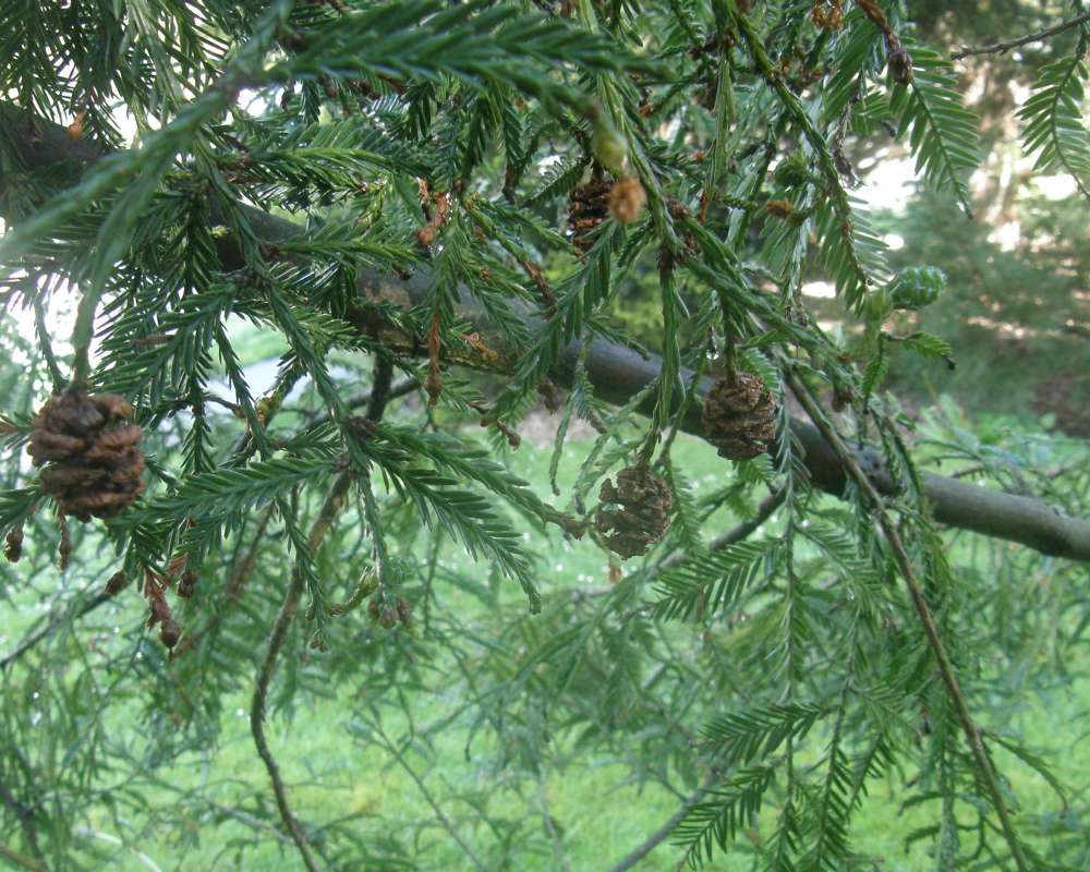 Branch and Twig<br>(Location of Picture: UW, Seattle, Wa., USA, Ap 2010)