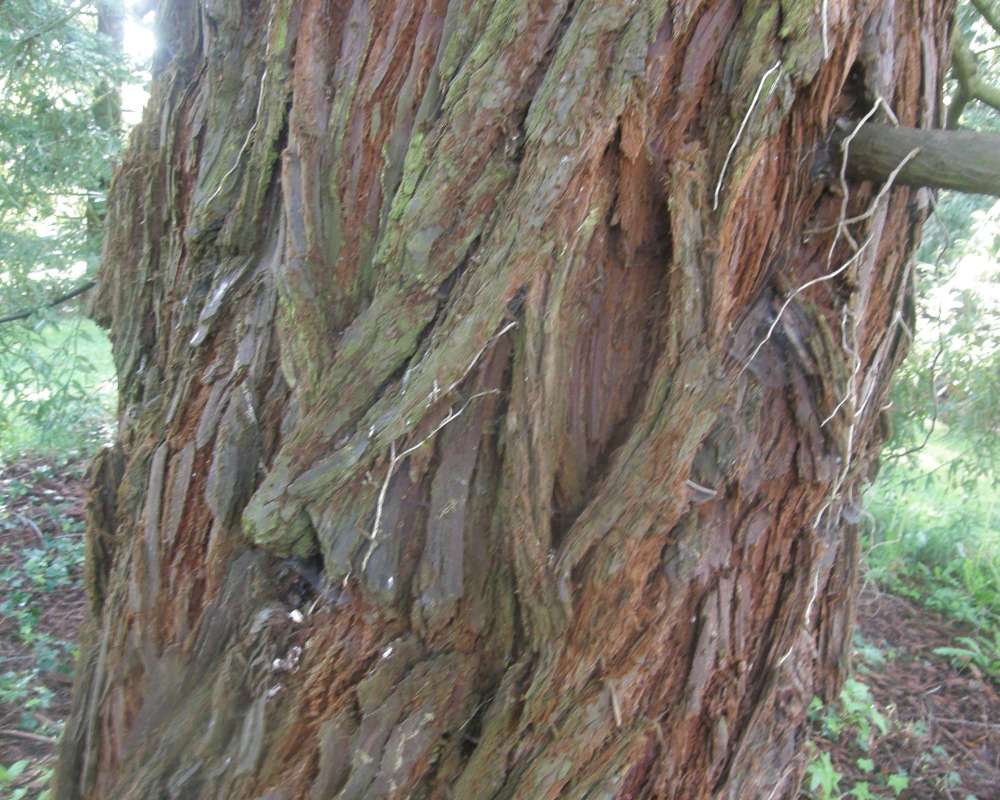 Bark<br>(Location of Picture: UW, Seattle, Wa., USA, Ap 2010)