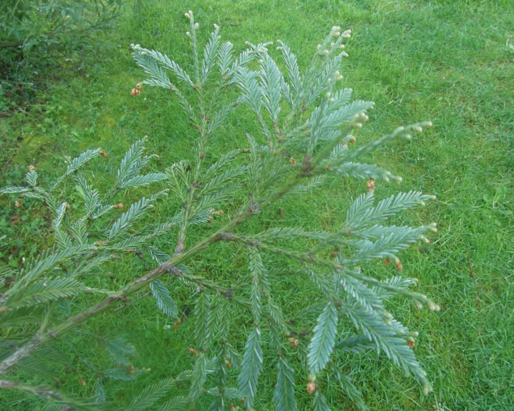 Twig<br>(Location of Picture: UW, Seattle, Wa., USA, Ap 2010)