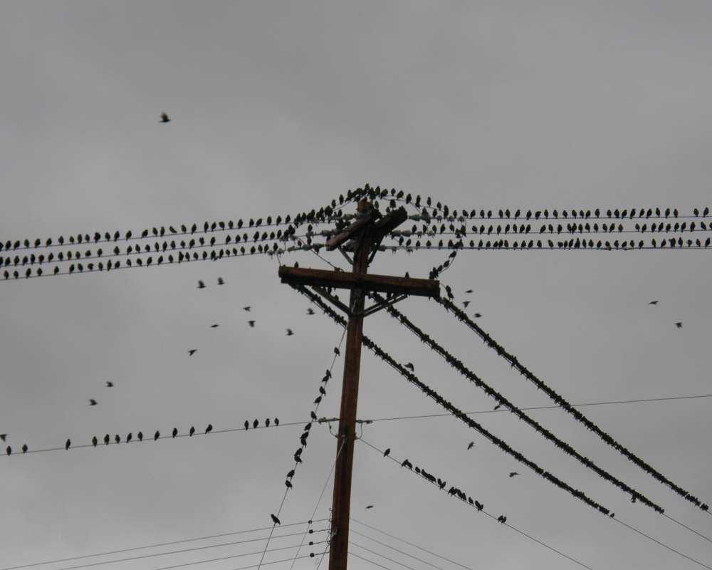 Flock on Telephone Wires<br>(Location of Picture: Okanogan, Wa., USA, Spring 2010)