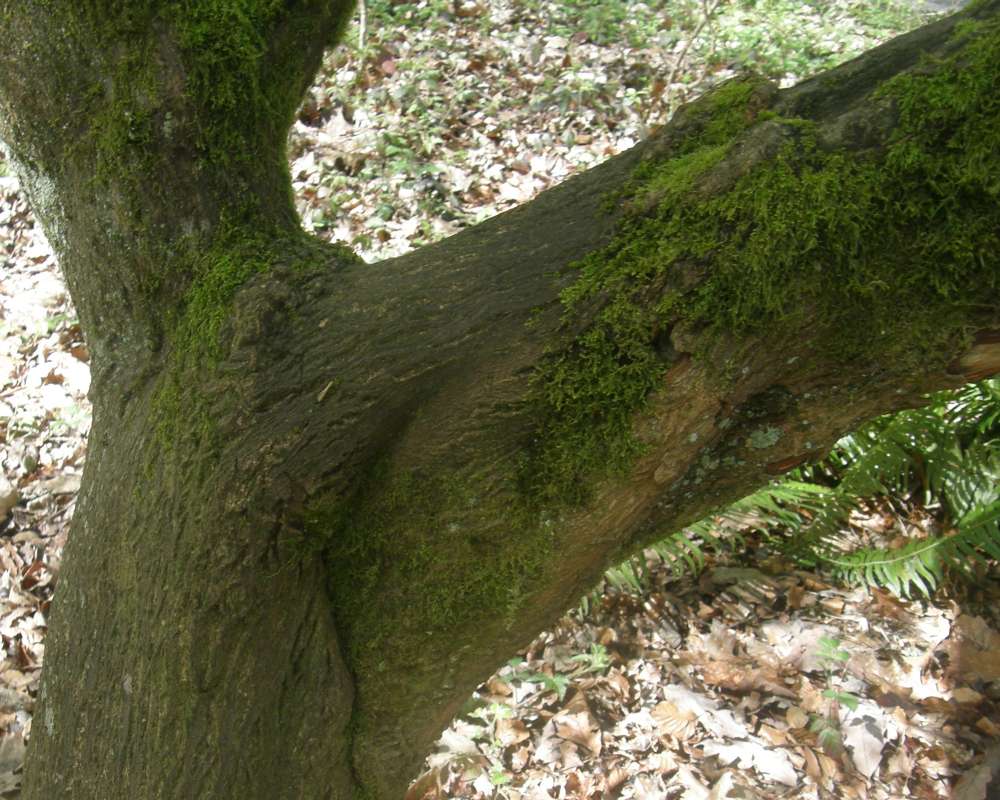 Bark<br>(Location of Picture: UW, Seattle, Wa., USA, Spring 2010)