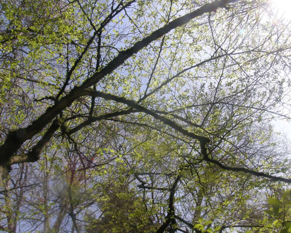 Branches and Twigs<br>(Location of Picture: UW, Seattle, Wa., USA, Spring 2010)