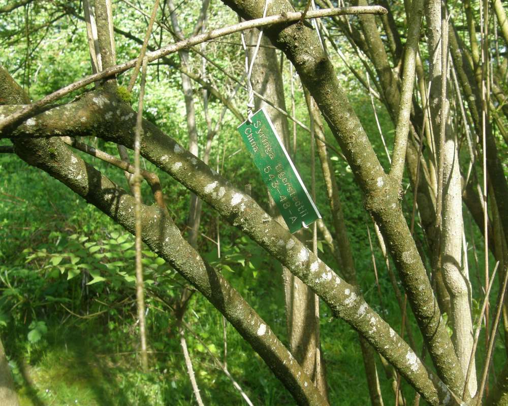 Branches with ID Tag<br>(Location of Picture: UW, Seattle, Wa., USA, Ap 2010)