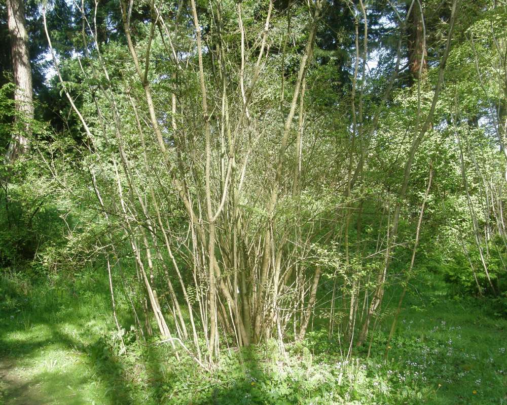 Silhouette<br>(Location of Picture: UW, Seattle, Wa., USA, Ap 2010)