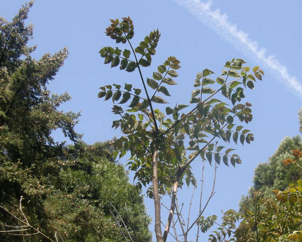 Top of Plant<br>(Location of Picture: UW, Seattle, Wa., USA, Ap 2010)