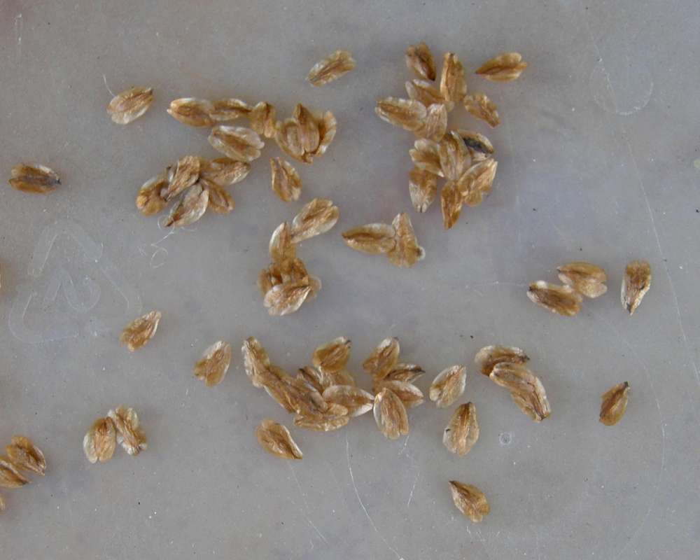 Seeds<br>(Location of Picture: Conconully, Washington, USA, Spring)