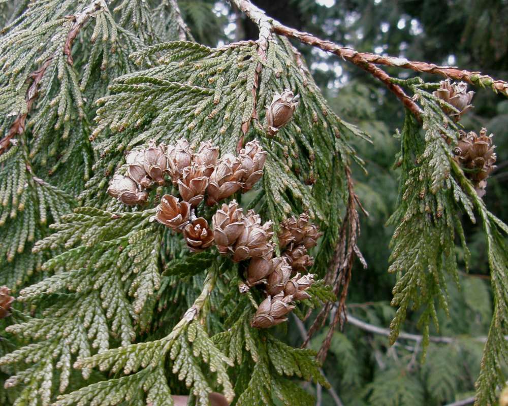Cones<br>(Location of Picture: Stevens Pass, Wa., USA, Spring 2010)