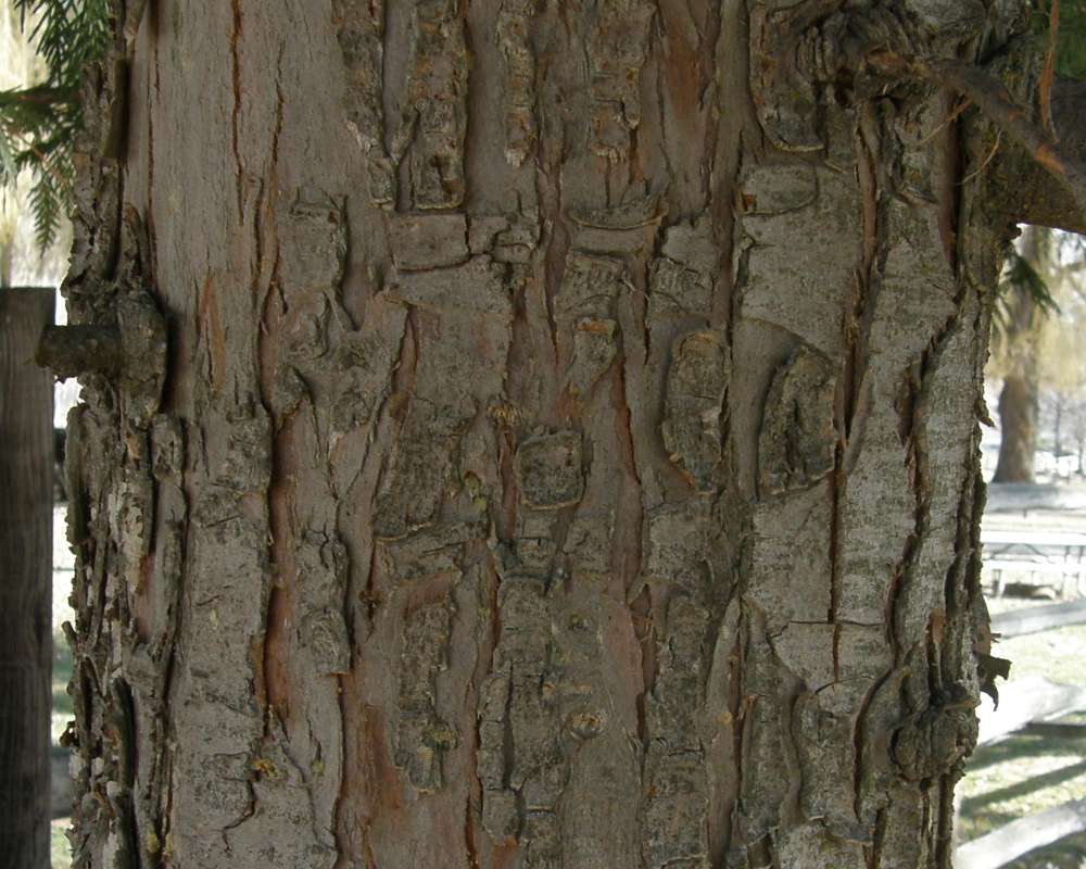 Bark<br>(Location of Picture: Conconully, Wa., USA, Spring 2010)