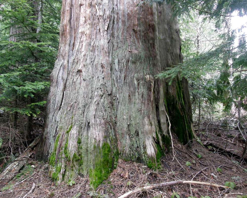Trunk Base<br>(Location of Picture: Stevens Pass, Wa., USA, Spring 2010)