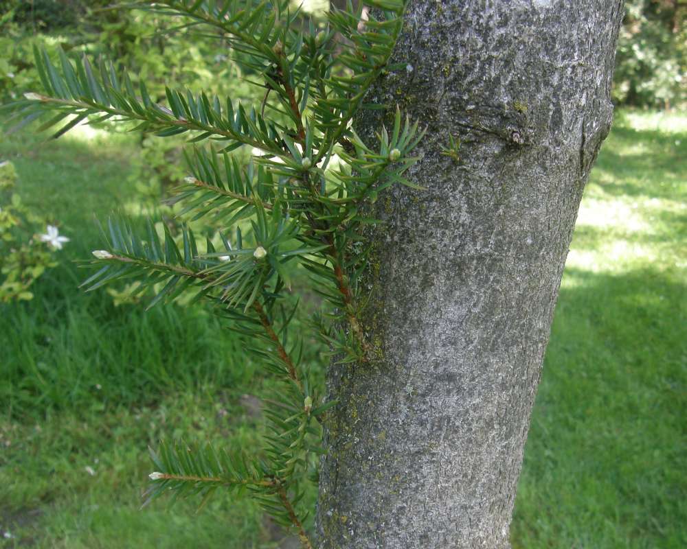 Bark<br>(Location of Picture: UW, Seattle, Wa., USA, Ap 2010)