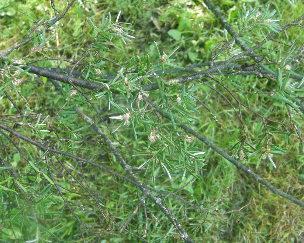 Twig<br>(Location of Picture: UW, Seattle, Wa., USA, Ap 2010)