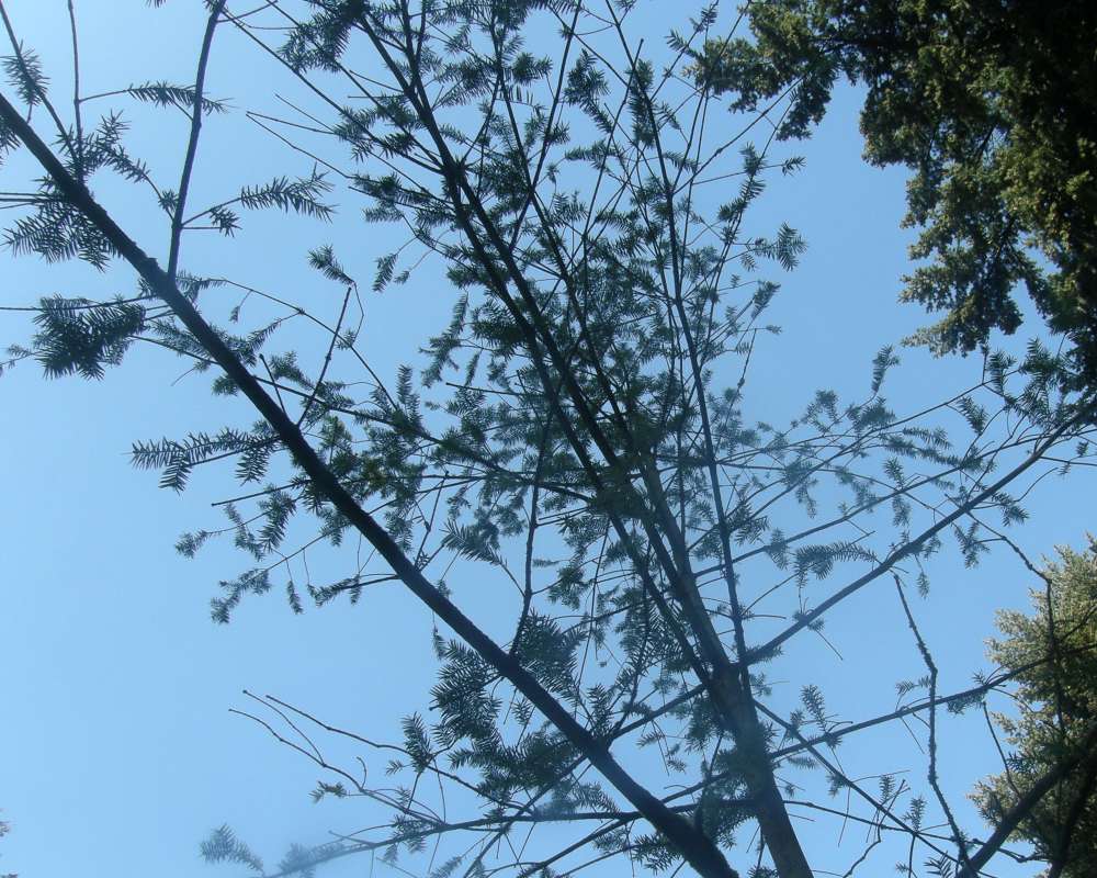 Branch<br>(Location of Picture: UW, Seattle, Wa., USA, Ap 2010)