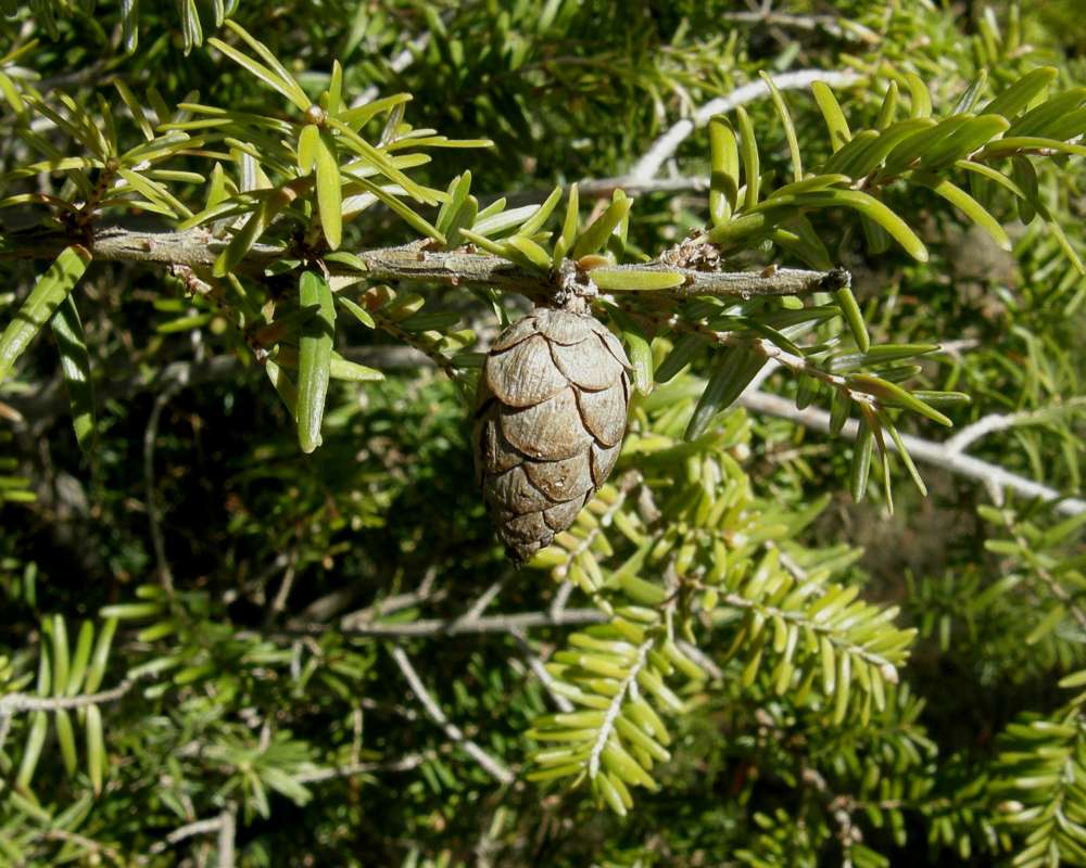 Cone<br>(Location of Picture: Okanogan, Wa.  Ornamental, 2010)