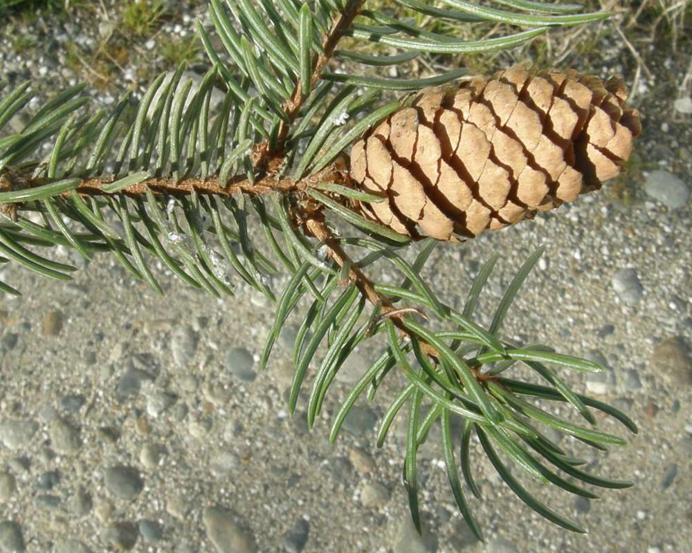 Twig with Needles<br>(Location of Picture: Okanogan, Wa.  Ornamental, 2010)