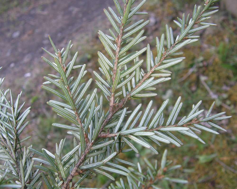Needles - Underside<br>(Location of Picture: Ballard, Seattle, Wa., USA, Ap 2010)