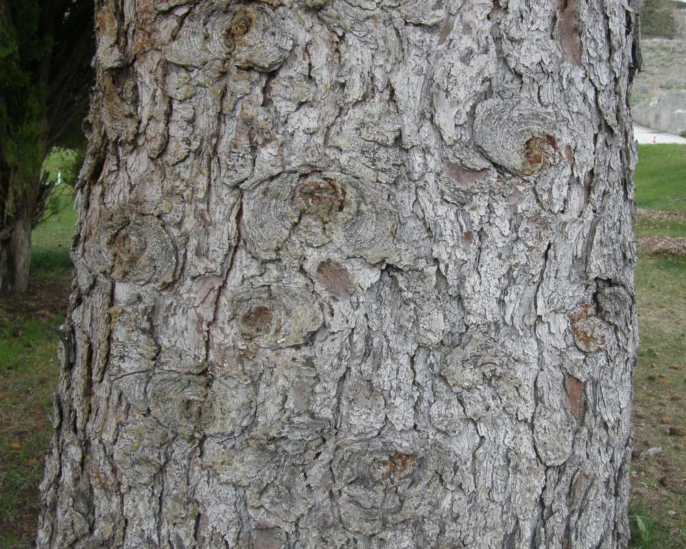 Bark<br>(Location of Picture: Omak, Washington, USA, Spring 2010)