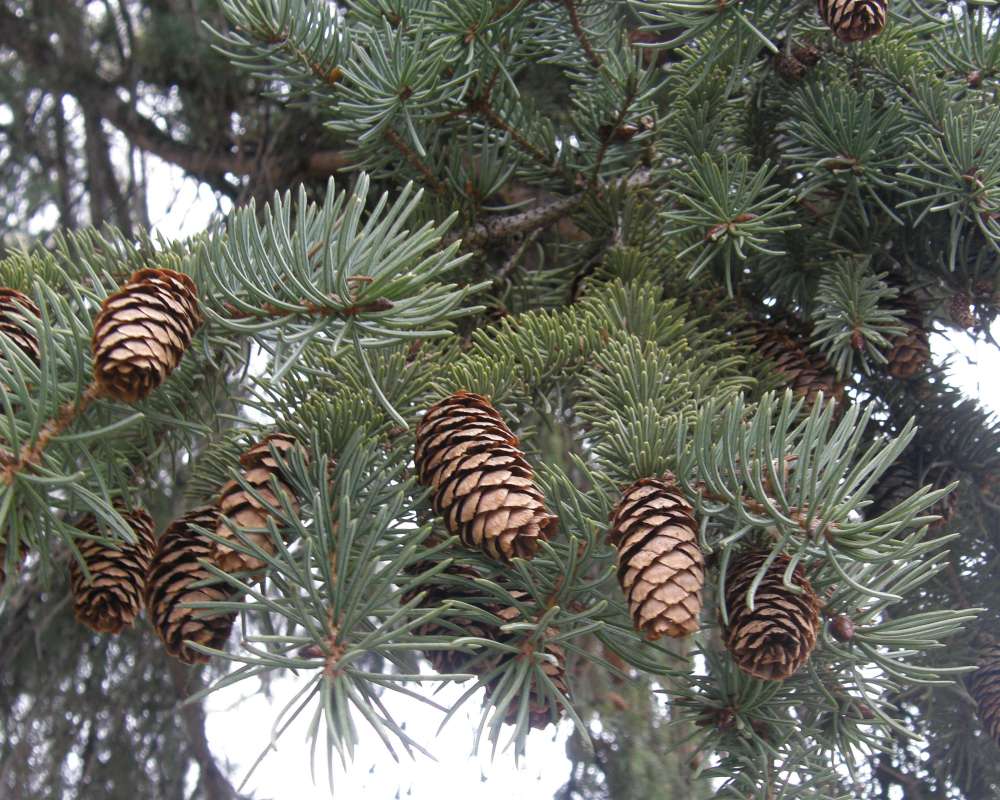 Cones<br>(Location of Picture: Omak, Washington, USA, Spring 2010)