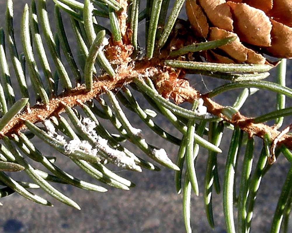 Twig - Very Close View<br>(Location of Picture: Omak, Washington, USA, Spring 2010)