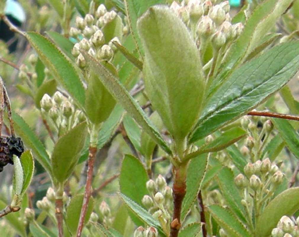 Leaves<br>(Location of Picture: Shady Creek, Washington, USA, 2010)
