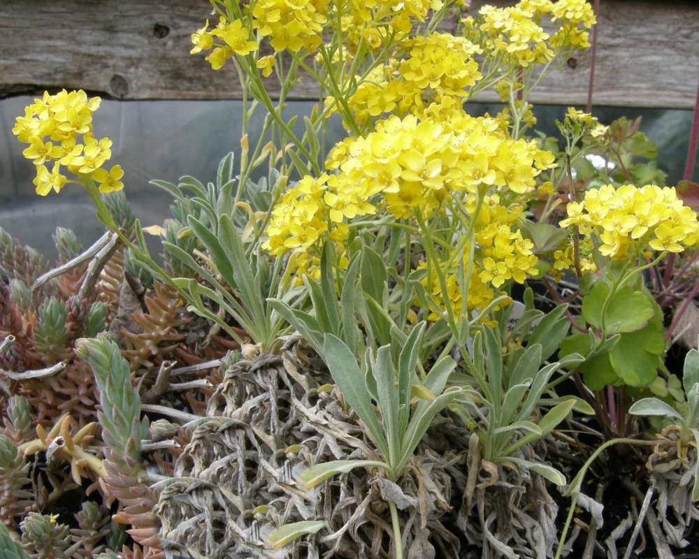 Garden View - Side View<br>(Location of Picture: Nelson Flowers, Washington, USA)