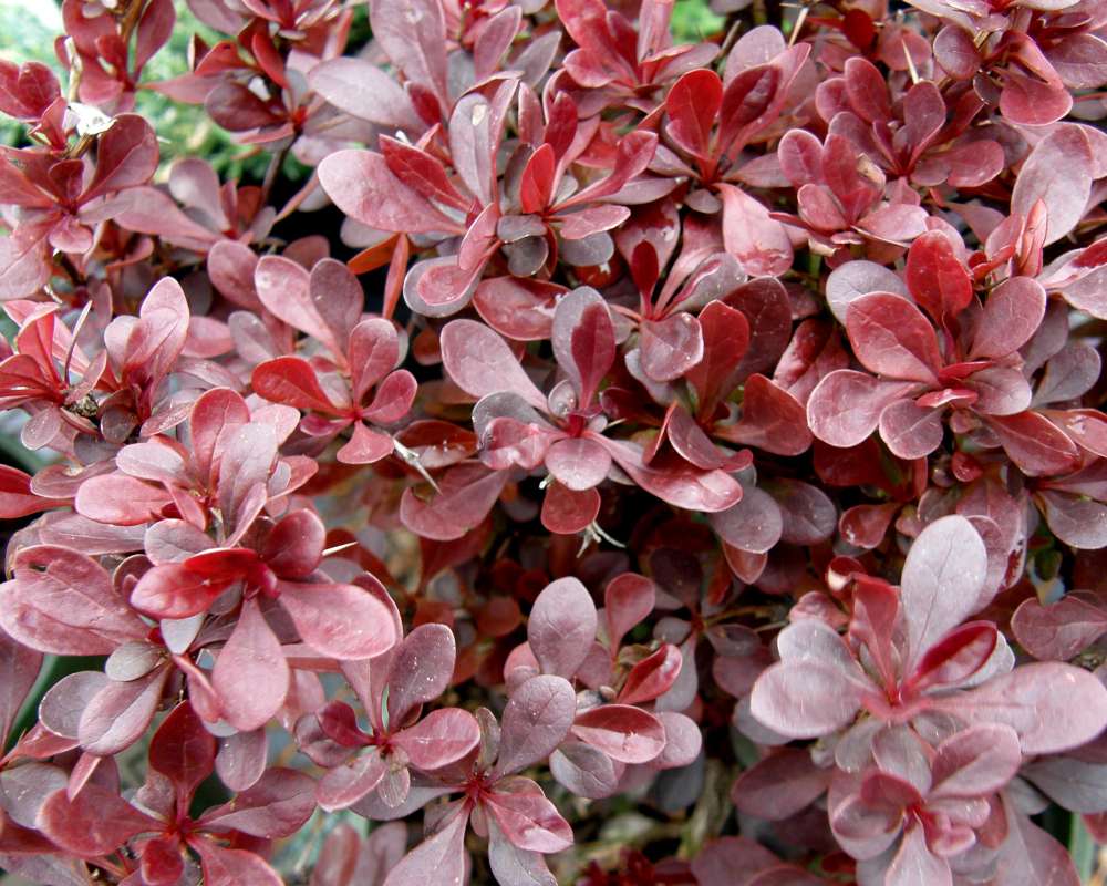 Leaves<br>(Location of Picture: Shady Creek, Washington, USA, 2010)