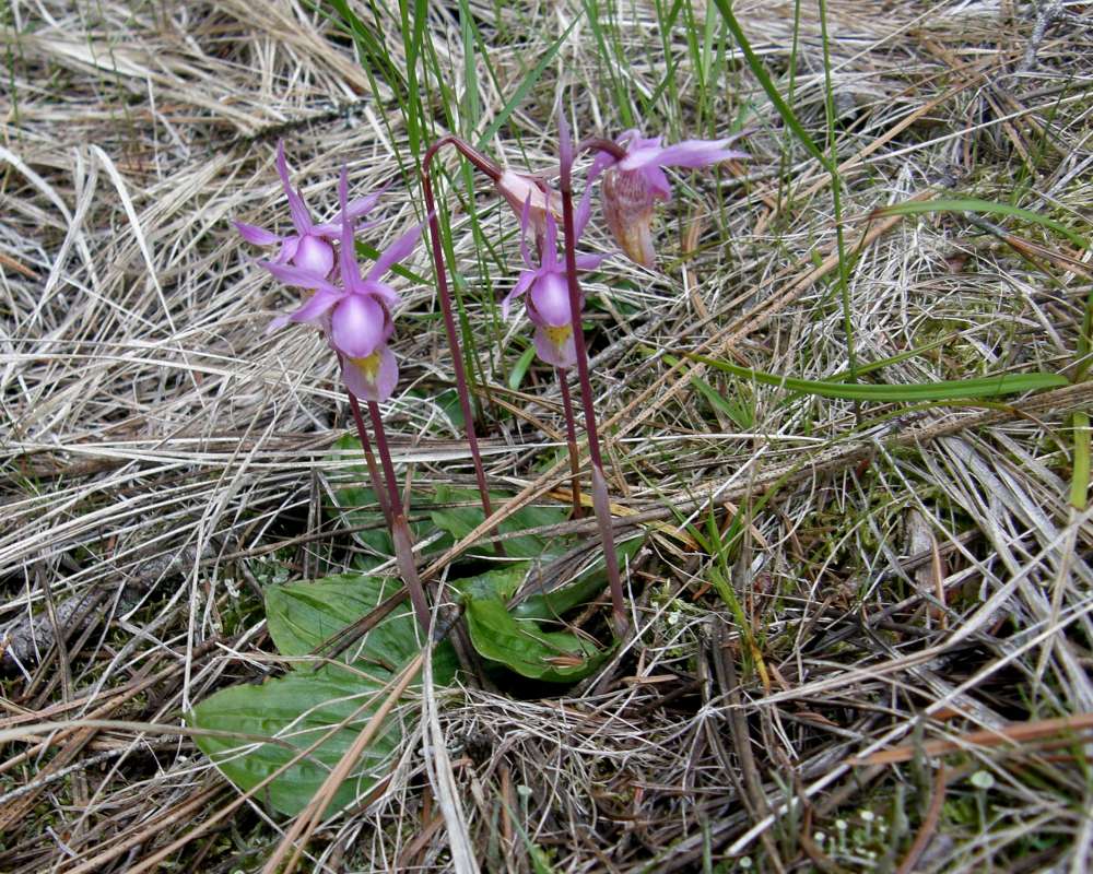 Habitat View<br>(Location of Picture: Conconullly, Wa., Spring, 2010)