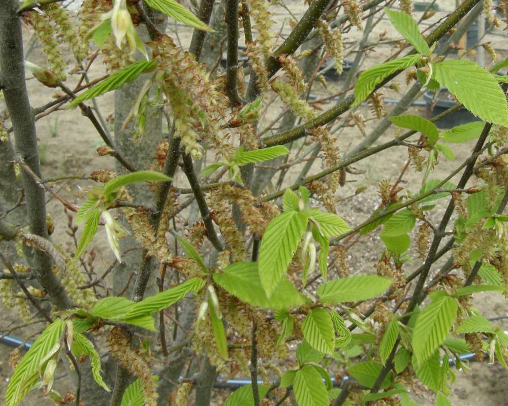 Reproduction