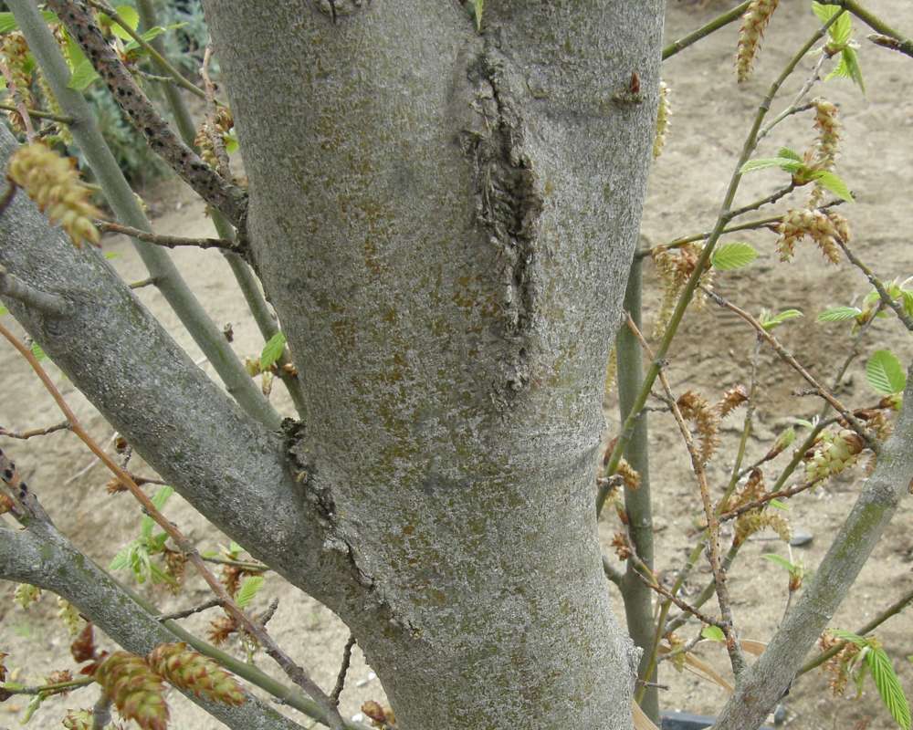 Bark