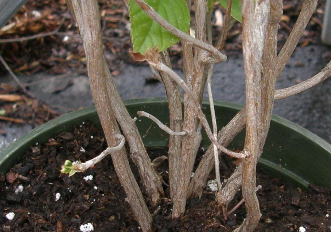 Bark<br>(Location of Picture: Nelson Flowers, Wa., USA, 2010)