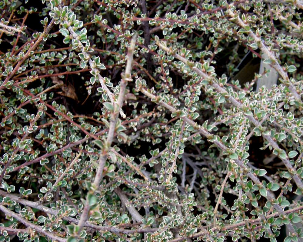 Twigs<br>(Location of Picture: Bakers Acres, Wa., USA, 2010)