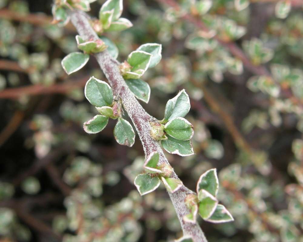 Leaves<br>(Location of Picture: Bakers Acres, Wa., USA, 2010)