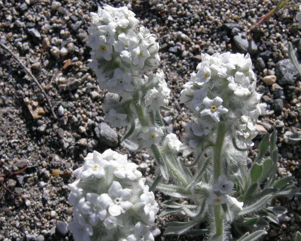 Top of Plants in Bloom<br>(Location of Picture: Riverside, Washington, USA, 2010)