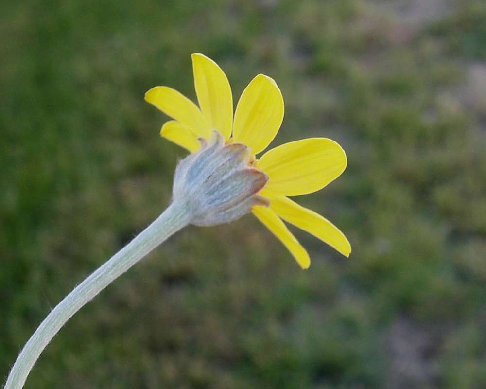 Flower - Side View<br>(Location of Picture: Columbia River, Wa., USA, 2010)