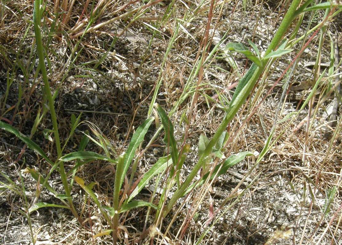 Leaf<br>(Location of Picture: Columbia River, Washington, 2010)