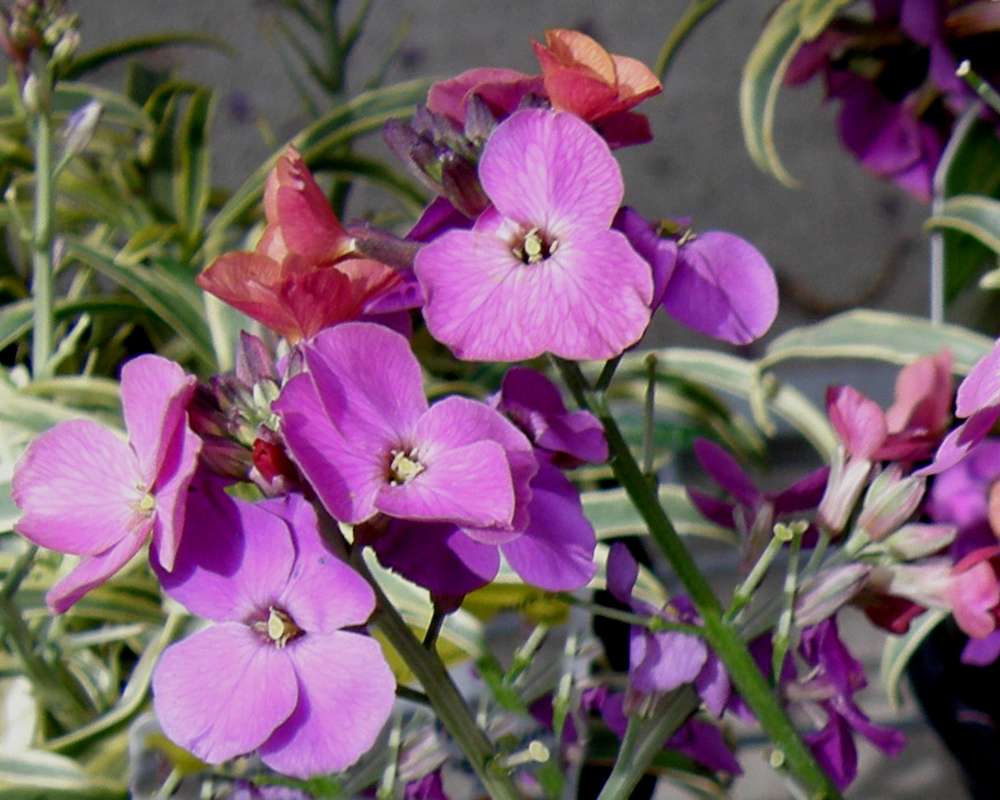 Flowers<br>(Location of Picture: Commerical, Washington, USA, 2010)
