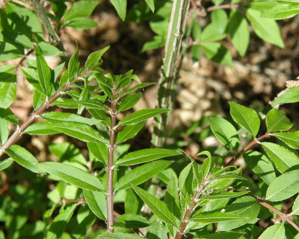 Mounted Specimen<br>(Origin of the Specimen: Ornamental, Round Lake, Il, USA, 97)