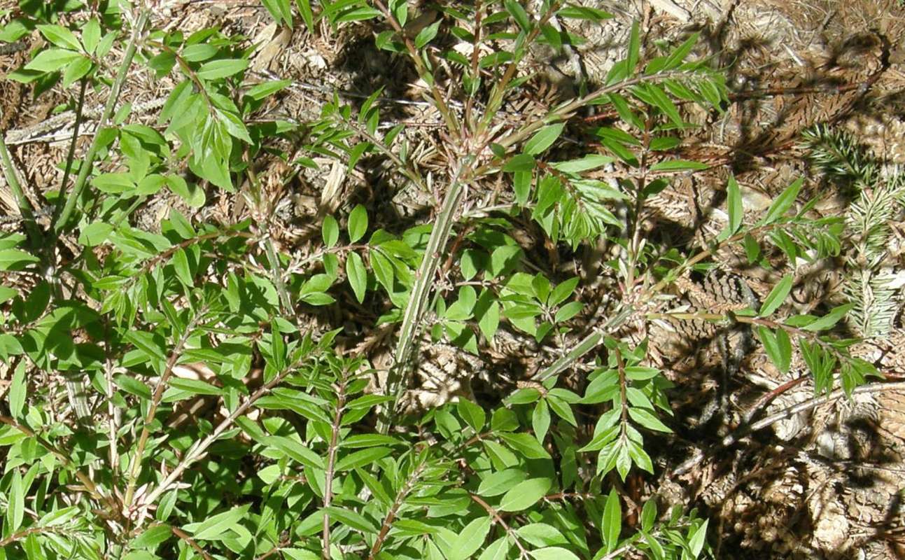 Top of Shrub Showing Branch