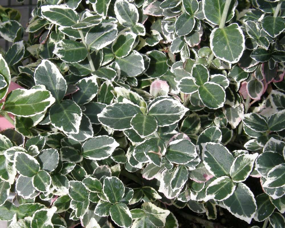 Leaves - Emerald Gaity<br>(Location of Picture: Commerical, Washington, USA, 2010)