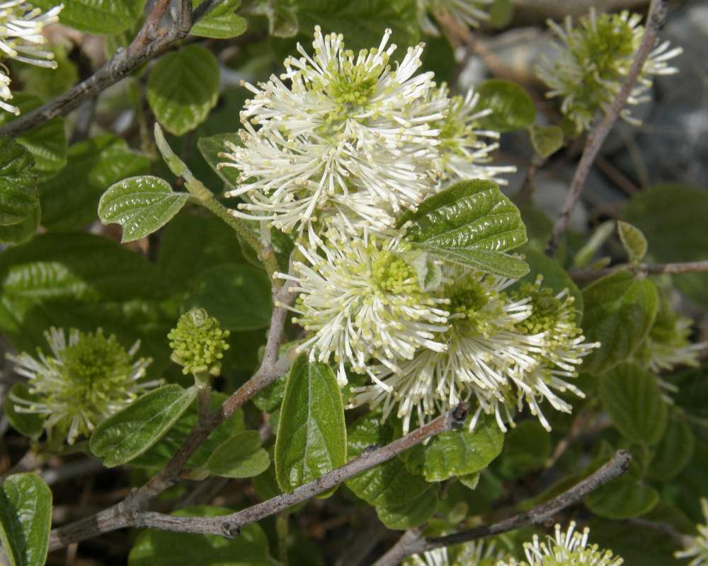 Flowers and Leaves<br>(Location of Picture: Ornamental, Omak, Washington, USA)
