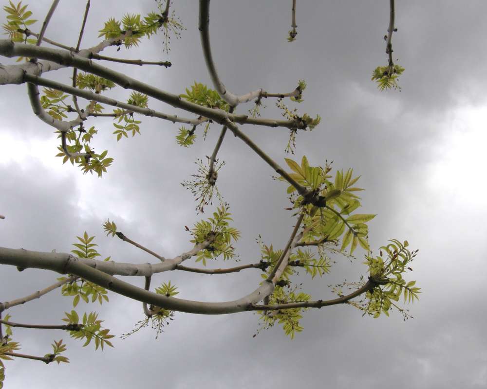 Spring Reproduction<br>(Location of Picture: Shady Creek, Washington, USA, 2010)