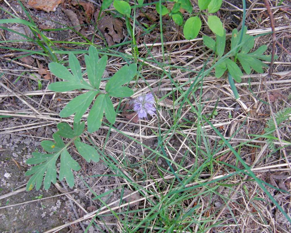 Habitat<br>(Location of Picture: Rock Creek, Wa, USA, 2010)