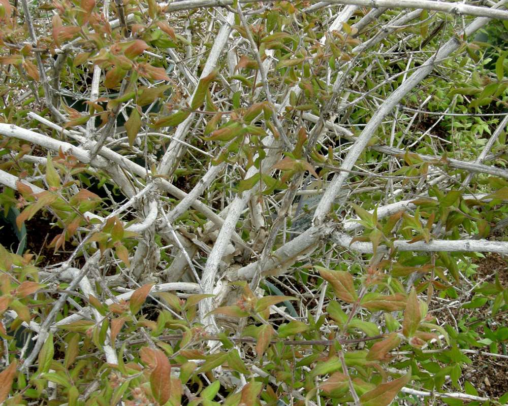 Bark<br>(Location of Picture: Baker's Acres, Washington, USA, '10)