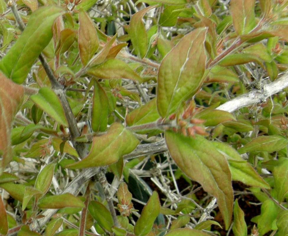 Leaves<br>(Location of Picture: Baker's Acres, Washington, USA, '10)