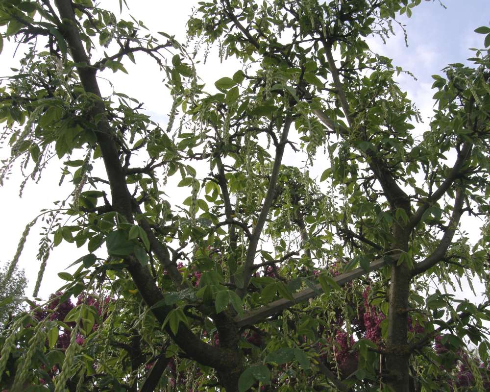 Silhouette<br>(Location of Picture: Private Garden, Washington, 2010)