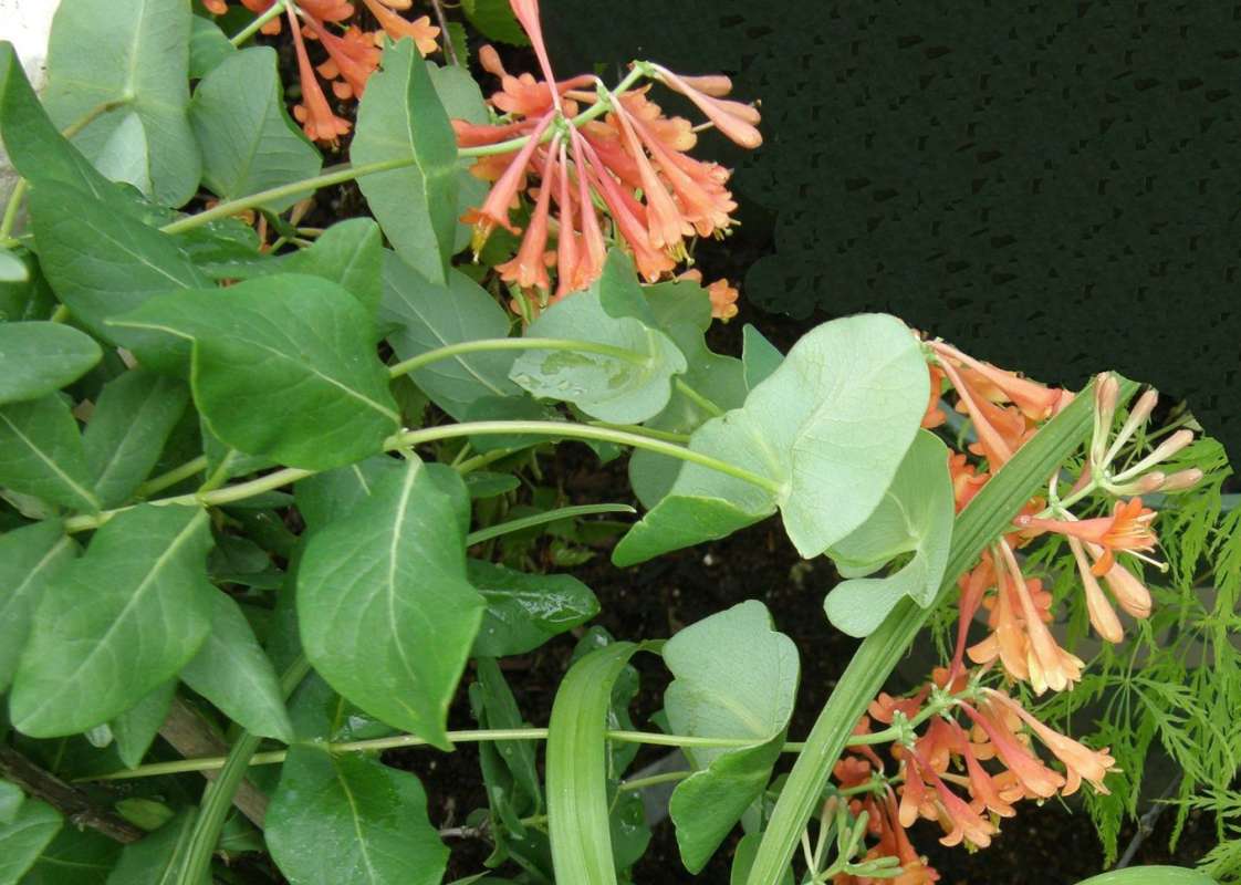 Leaves<br>(Location of Picture: Bakers Acres, Washington, USA, 2010)
