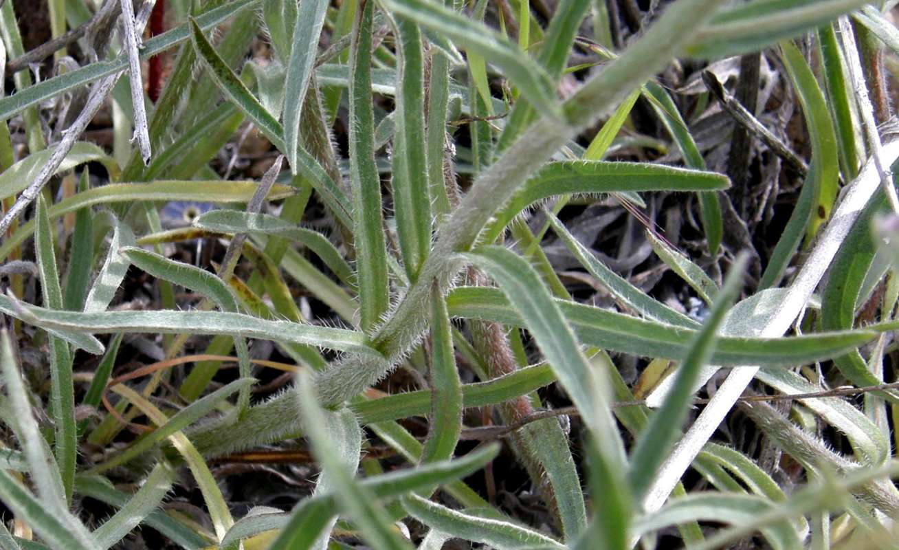 Stem<br>(Location of Picture: Garden, Okanogan, Wa., USA, 2010)