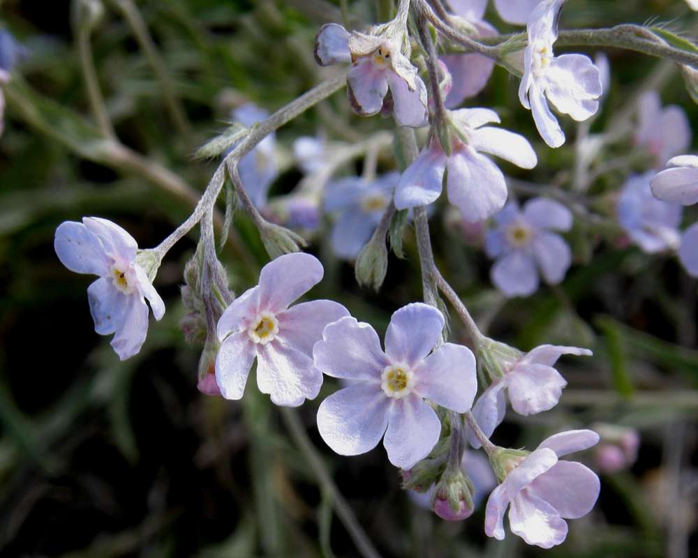 Flowers<br>(Location of Picture: Garden, Okanogan, Wa., USA, 2010)